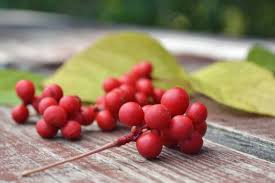 Attēlu rezultāti vaicājumam “Schisandra chinensis”