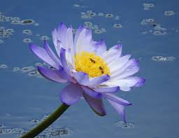 Attēlu rezultāti vaicājumam “Nymphaeaceae”