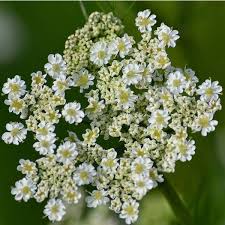 Image result for Carum carvi