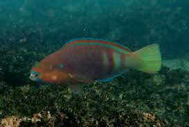 Image result for Scarus zelindae