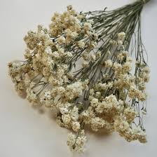 Attēlu rezultāti vaicājumam “Achillea ptarmica”