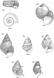 Attēlu rezultāti vaicājumam “Planorbidae”