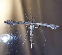 Attēlu rezultāti vaicājumam “Platyptilia sp.”