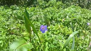Attēlu rezultāti vaicājumam “Geranium pratense bud”