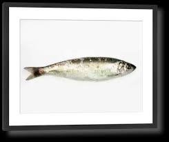 Image result for Clupea harengus