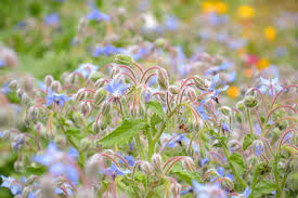 Image result for Borago officinalis
