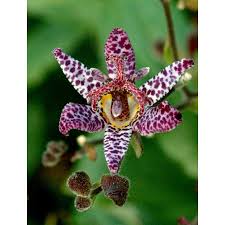 Image result for Tricyrtis `Black Beauty`