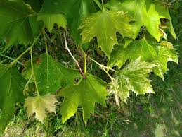 Attēlu rezultāti vaicājumam “Platanus x hispanica (syn. Platanus x acerifolia)”