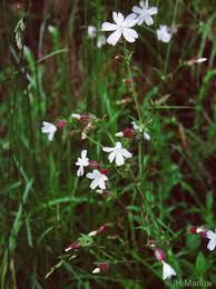Attēlu rezultāti vaicājumam “Silene latifolia subsp. alba flower”