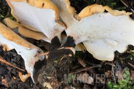 Attēlu rezultāti vaicājumam “Polyporus varius”