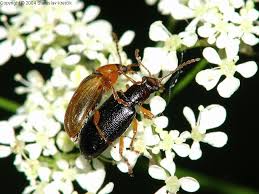 Attēlu rezultāti vaicājumam “Orsodacne cerasi”