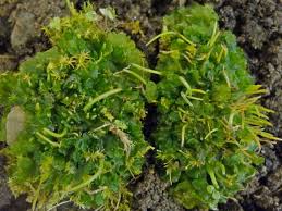 Attēlu rezultāti vaicājumam “Phaeoceros laevis subsp. carolinianus”