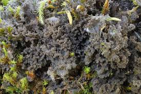 Attēlu rezultāti vaicājumam “Leptogium lichenoides”