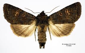 Attēlu rezultāti vaicājumam “Tholera cespitis”