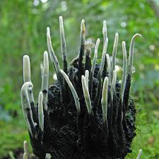 Attēlu rezultāti vaicājumam “Xylaria”