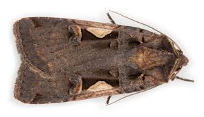 Attēlu rezultāti vaicājumam “Xestia c-nigrum”