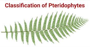 Attēlu rezultāti vaicājumam “Pteropsida”