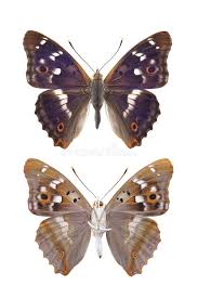 Attēlu rezultāti vaicājumam “Apatura ilia female”