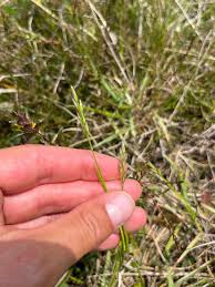 Attēlu rezultāti vaicājumam “Danthonia decumbens”
