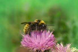 Attēlu rezultāti vaicājumam “Psithyrus sylvestris”