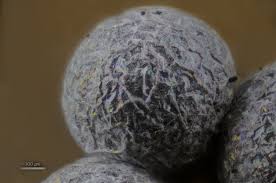 Attēlu rezultāti vaicājumam “Badhamia capsulifera”