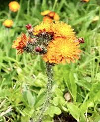 Attēlu rezultāti vaicājumam “Hieracium vulgatum bud”