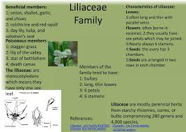 Attēlu rezultāti vaicājumam “Liliaceae”