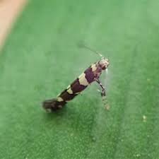 Attēlu rezultāti vaicājumam “Gracillariidae”