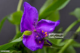 Attēlu rezultāti vaicājumam “Tradescantia virginiana”