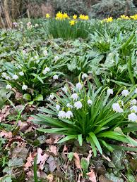 Attēlu rezultāti vaicājumam “Leucojum vernum var. carpathicum”