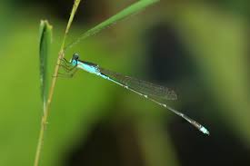 Attēlu rezultāti vaicājumam “Lestidae”