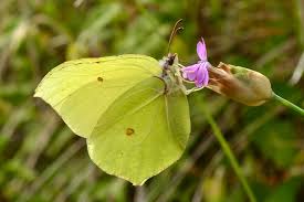 Attēlu rezultāti vaicājumam “Gonepteryx rhamni male”