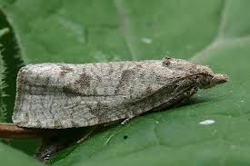 Attēlu rezultāti vaicājumam “Epiblema grandaevana”