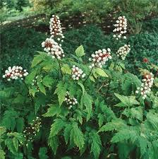 Image result for Christophskraut