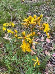 Image result for Hypericum perforatum