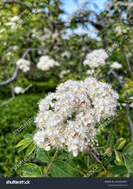 Attēlu rezultāti vaicājumam “Sorbus aucuparia flower”