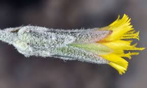 Attēlu rezultāti vaicājumam “Hieracium”