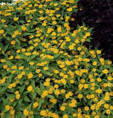 Attēlu rezultāti vaicājumam “Melampsoridium sp.”