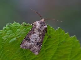 Attēlu rezultāti vaicājumam “Agrotis ripae”