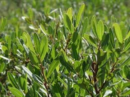 Attēlu rezultāti vaicājumam “Myrica gale leaf”