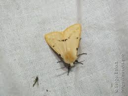 Attēlu rezultāti vaicājumam “Depressaria olerella imago”