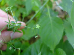Attēlu rezultāti vaicājumam “Galium triflorum fruit”