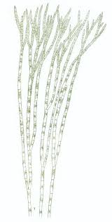 Attēlu rezultāti vaicājumam “Chaetophora pisiformis”