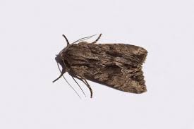 Attēlu rezultāti vaicājumam “Apamea monoglypha”