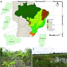 Attēlu rezultāti vaicājumam “Perichaena corticalis spores”