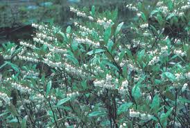 Attēlu rezultāti vaicājumam “Chamaedaphne calyculata”
