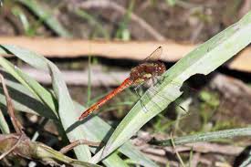 Attēlu rezultāti vaicājumam “Aeshna grandis”