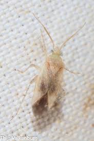 Attēlu rezultāti vaicājumam “Psallus sp.”