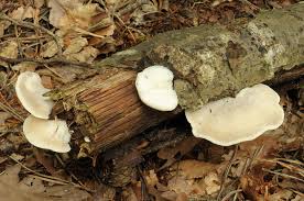 Attēlu rezultāti vaicājumam “Postia tephroleucus”