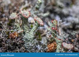 Attēlu rezultāti vaicājumam “Cladonia coccifera”